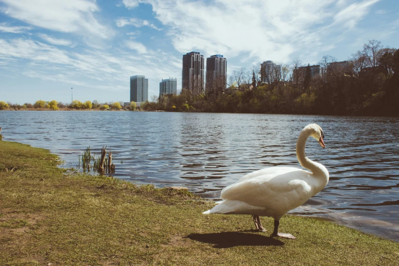 a swan standing on a grassy area by the water