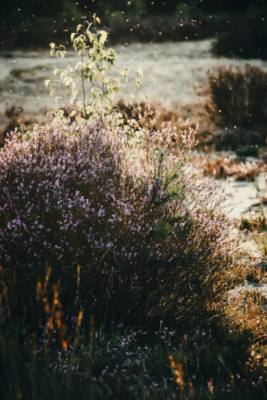 some grass and plants in a patch with a dirt ground