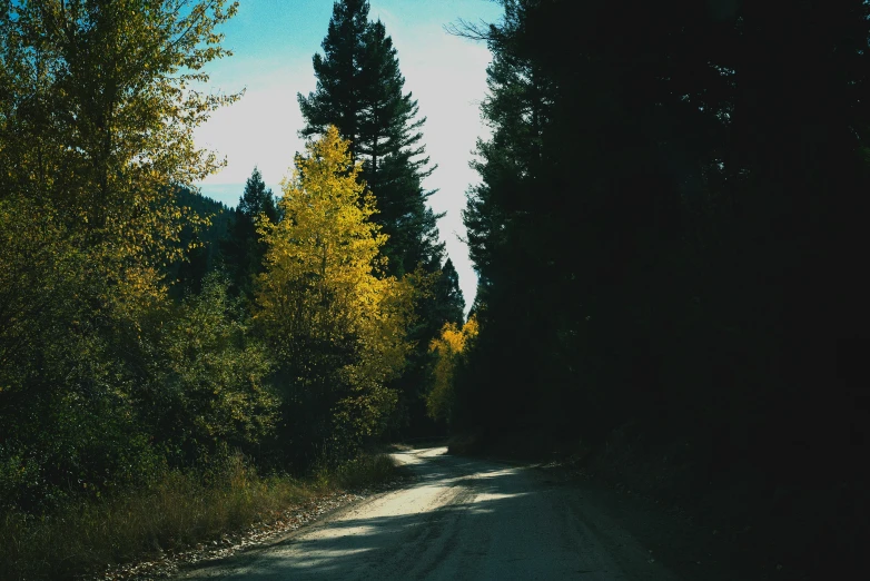 the sun shining on trees in the distance along a dirt road