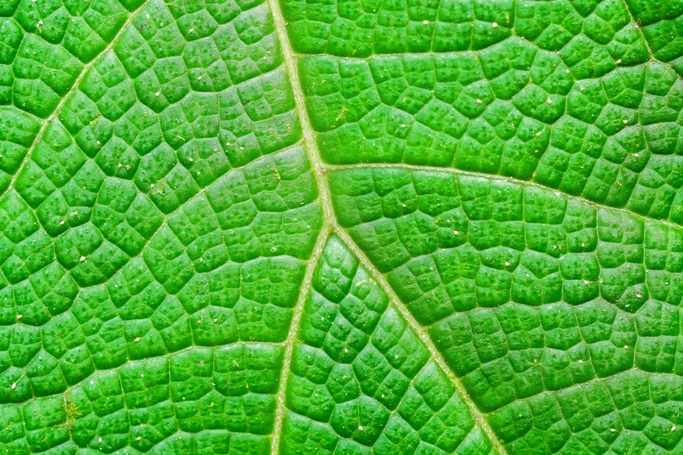 a close up view of a green leaf