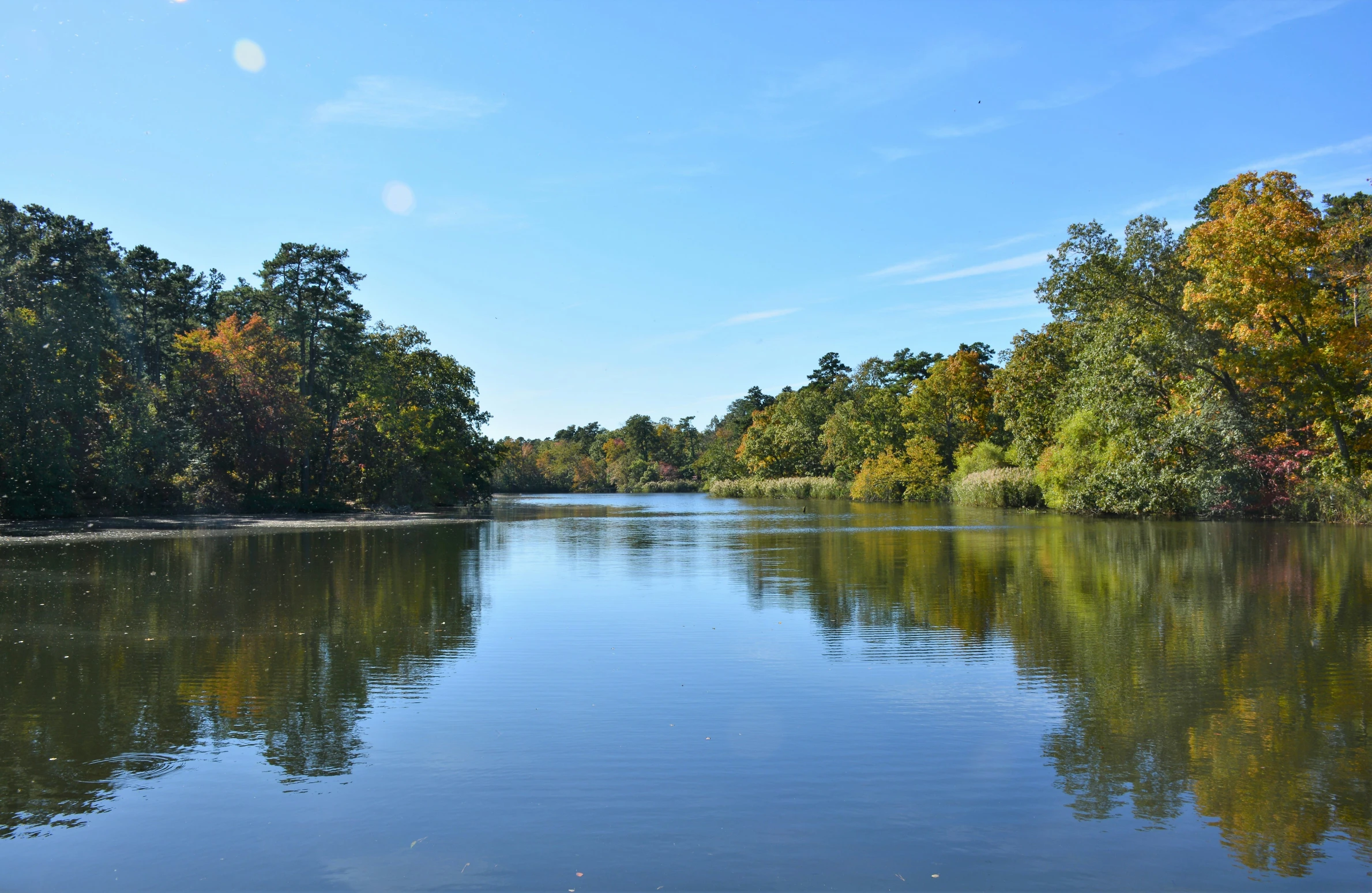 water in front of trees and some bushes on the other side