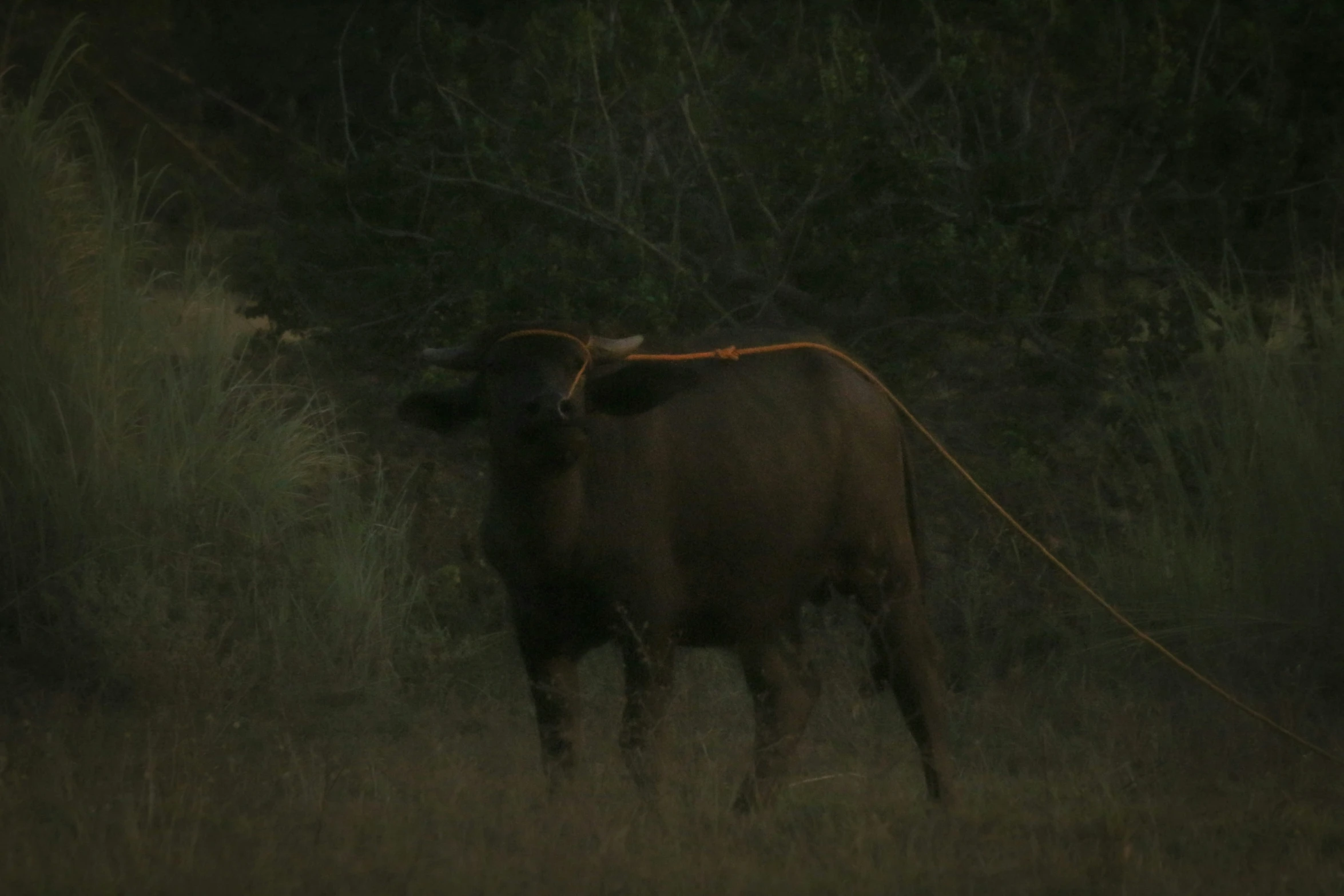 a cow with a leash standing in grass