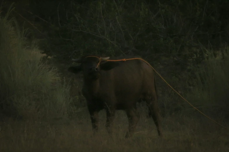 a cow with a leash standing in grass