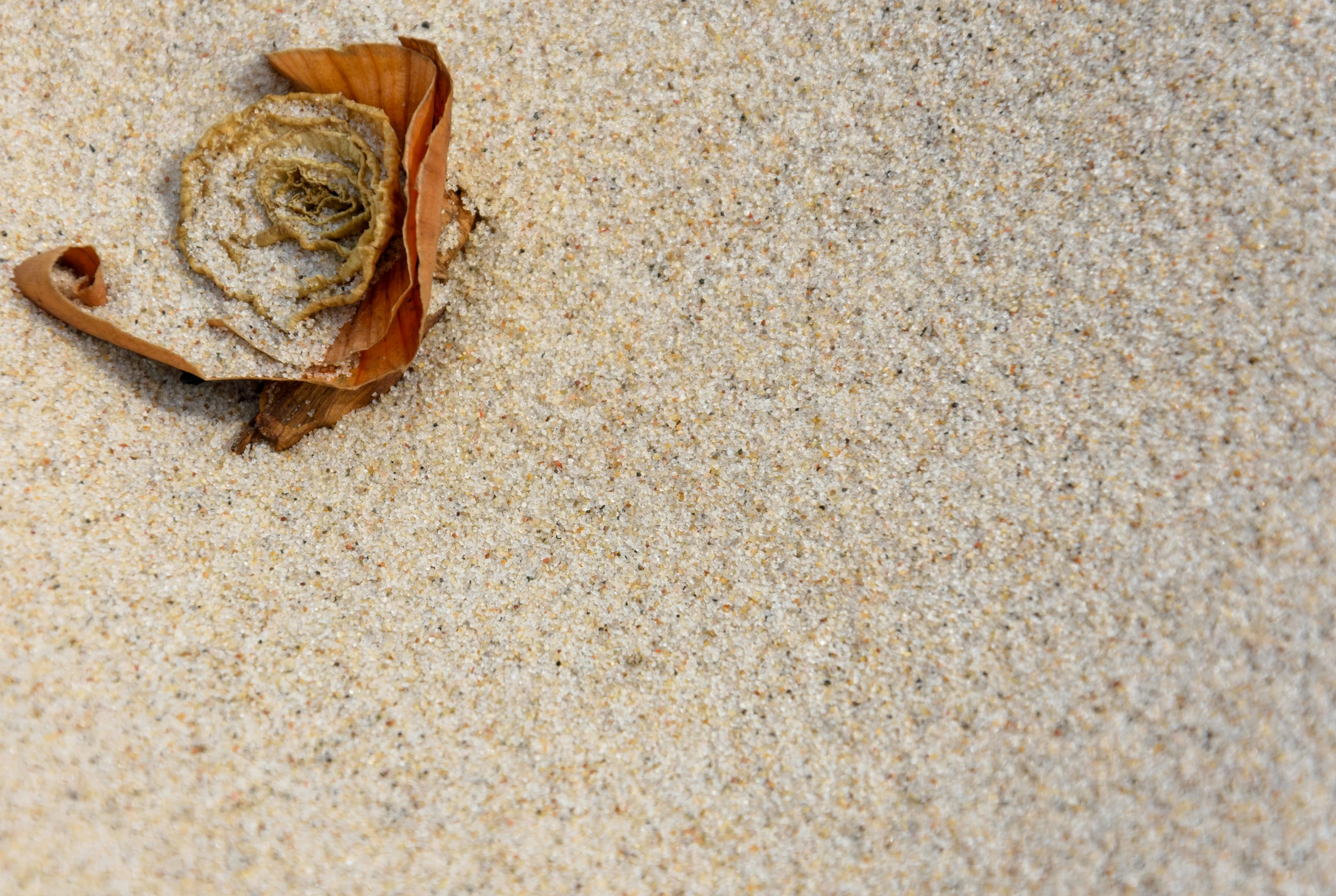 a dried flower that is laying on sand