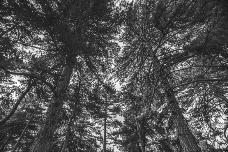 black and white pograph of tall trees with lots of leaves