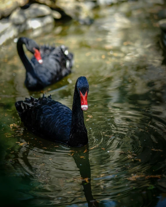 two black swans swim on a rocky surface