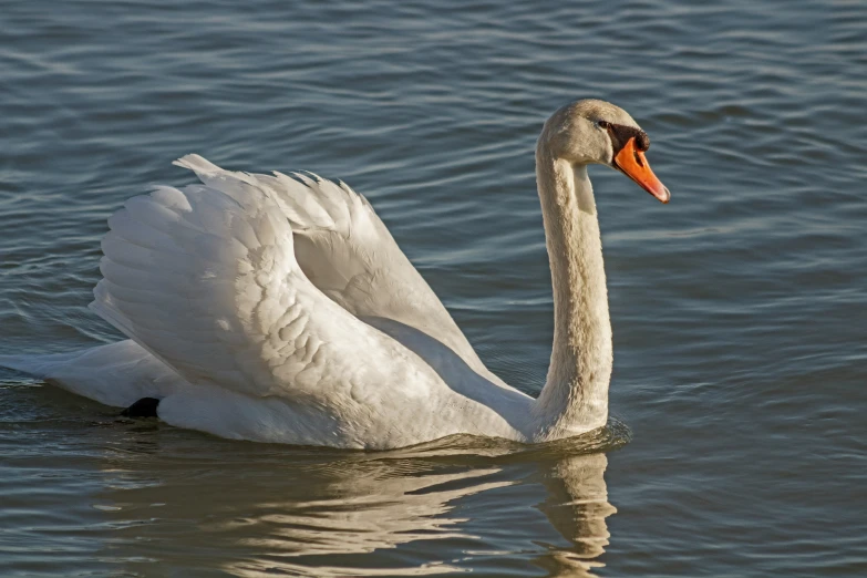 the duck is on the water in it's own enclosure