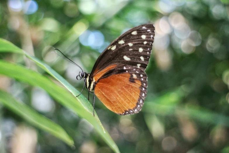 a erfly resting on a blade of green grass