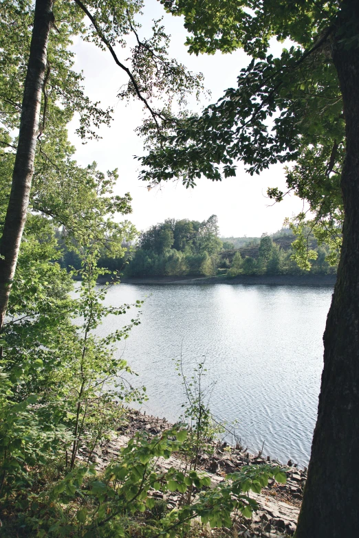 a tree - lined beach near a body of water