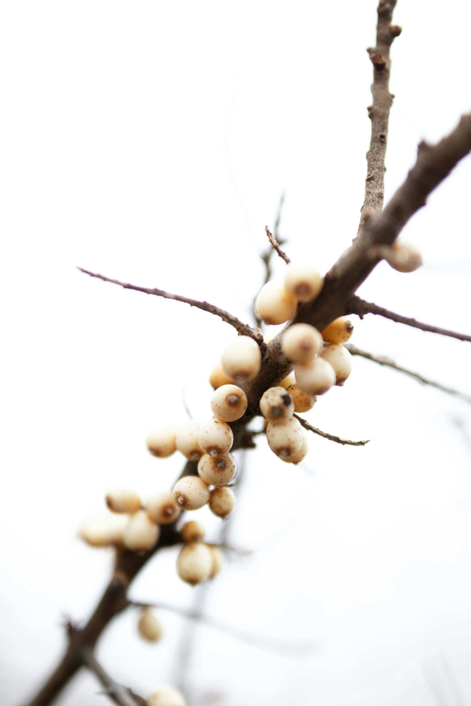 a tree nch with nuts that are growing on it