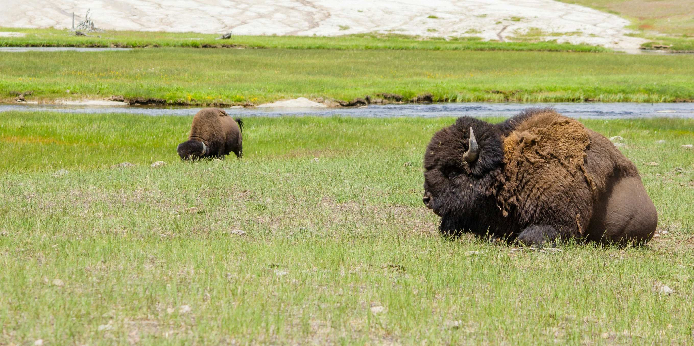 two bison sitting in an open field near water