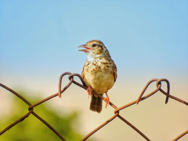 a small brown bird perched on a barbed wire