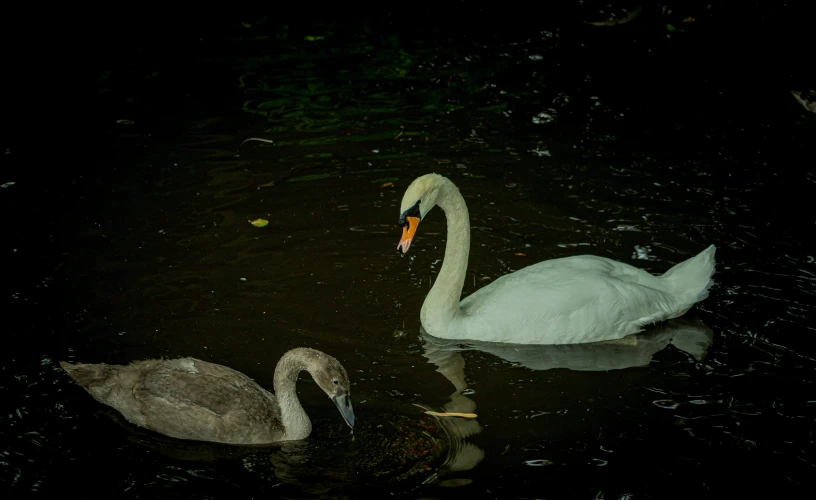 two swans are swimming on the water together