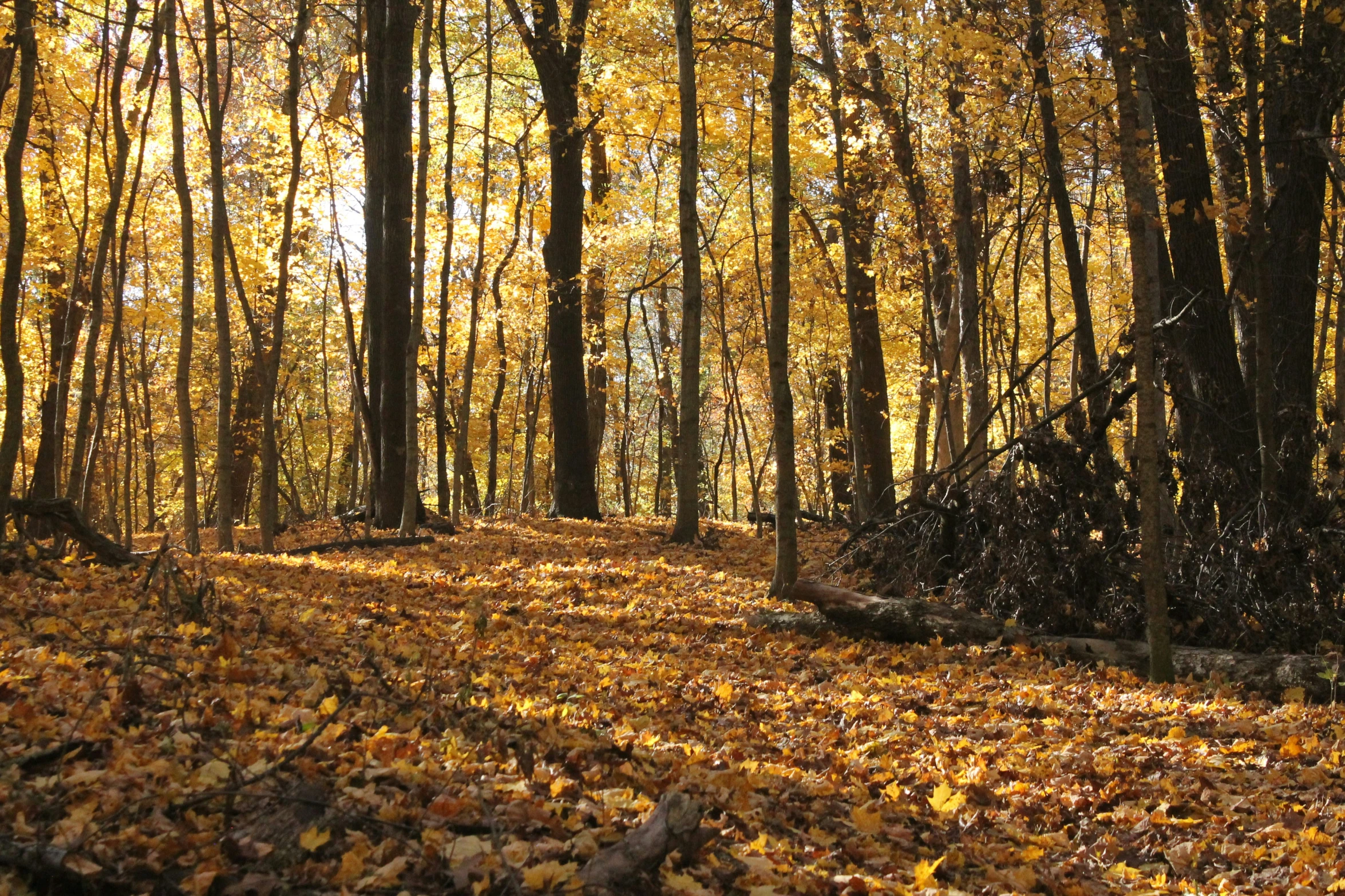 autumn foliage in the forest with yellow trees