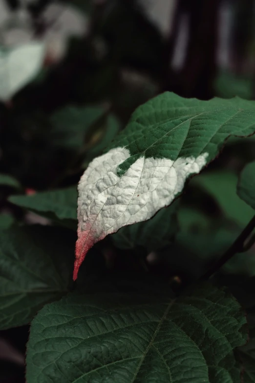 some green leaves and red and white leaves