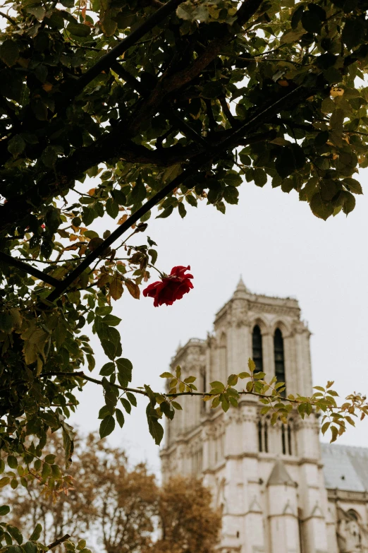 a red flower sits on the nches of trees in front of a building