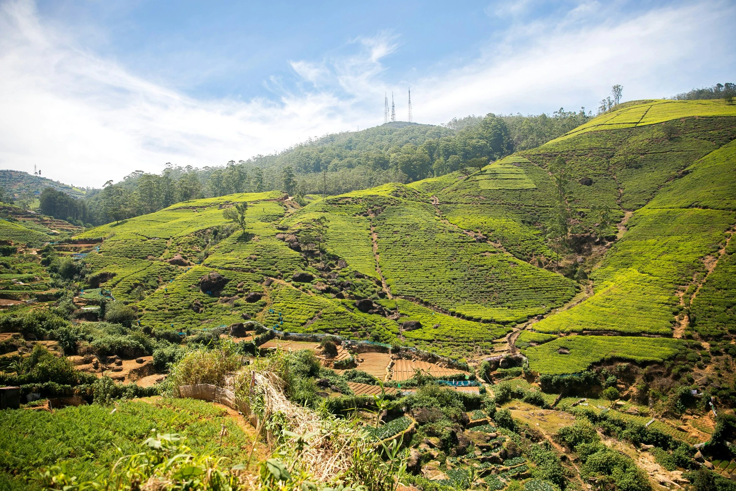 the green hillside has a winding road and tea plants growing in it