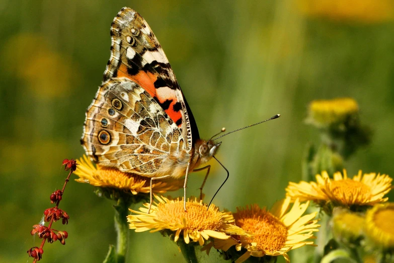 a moth resting on a bright yellow flower