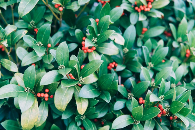 small mistberry plants with red berries blooming in late afternoon