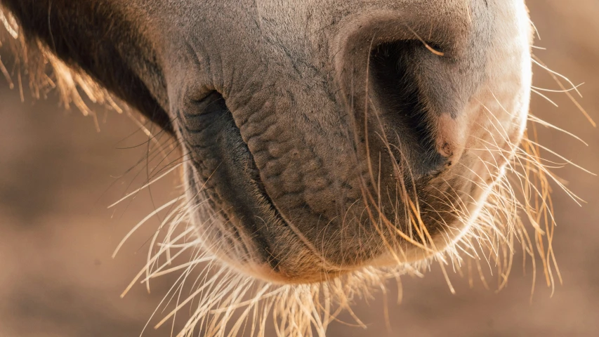 the nose of a grey horse with light brown and black markings