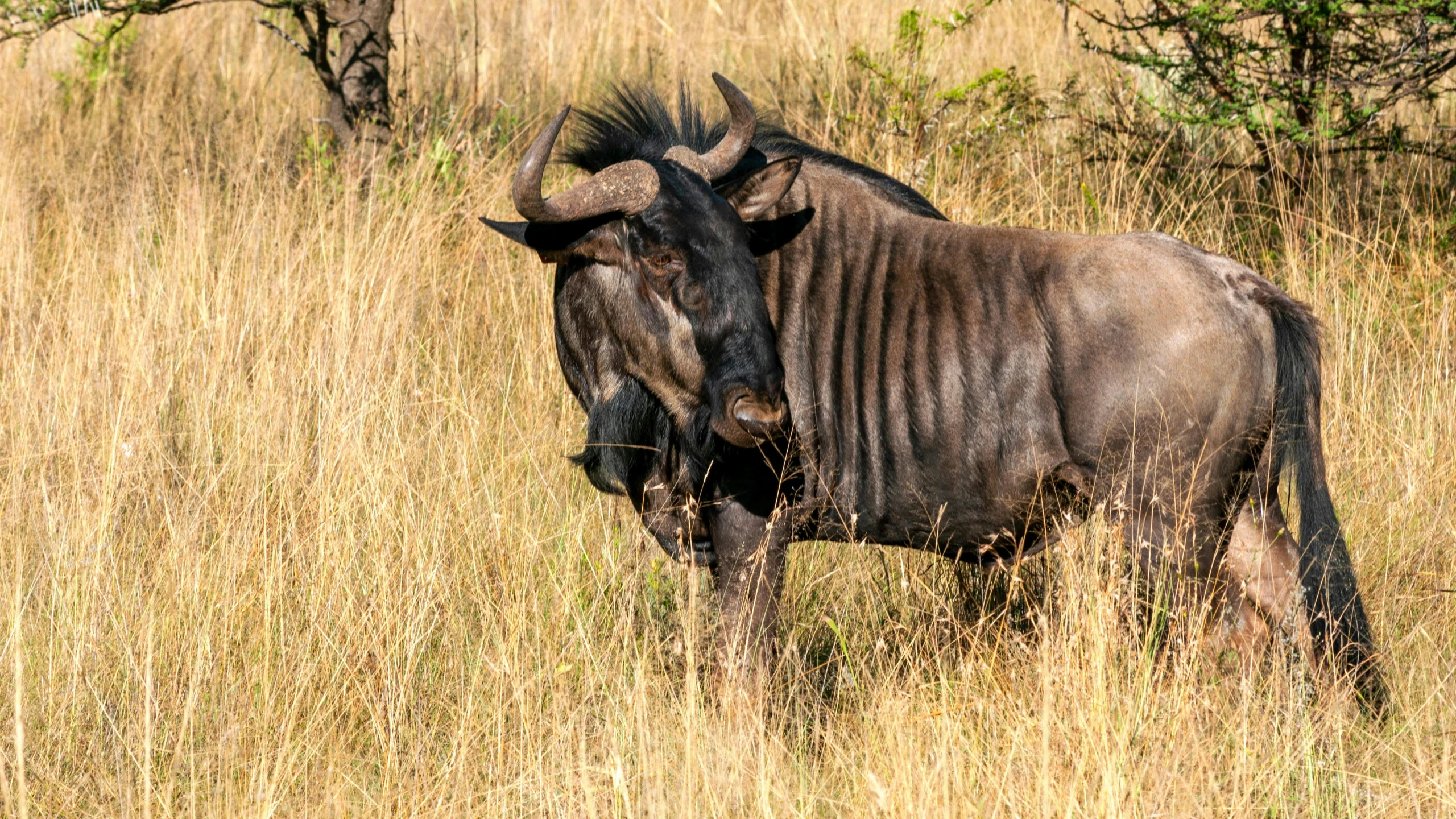 a couple of animals that are standing in the grass