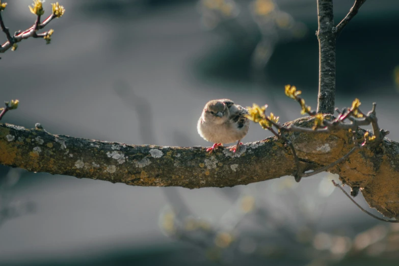 small bird perched on a tree nch in front of the camera