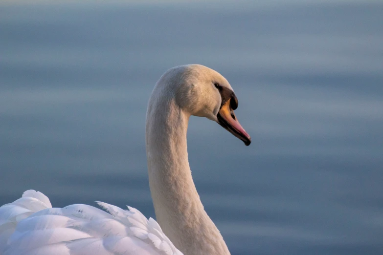 a close up image of a white swan