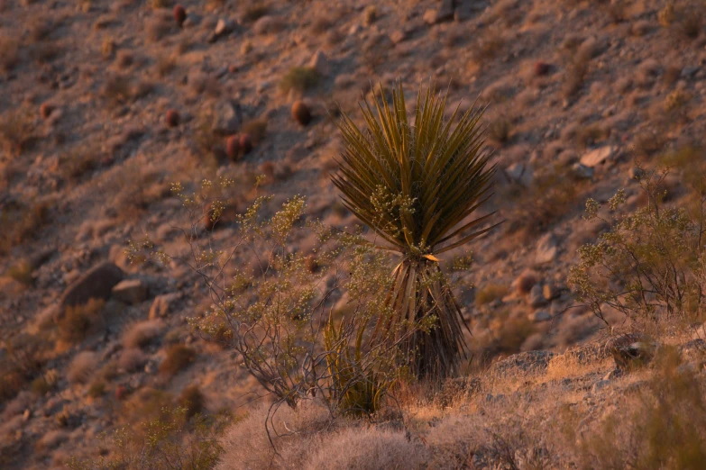 a lone plant growing on the side of a hill