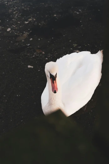 a white swan with a long neck laying down