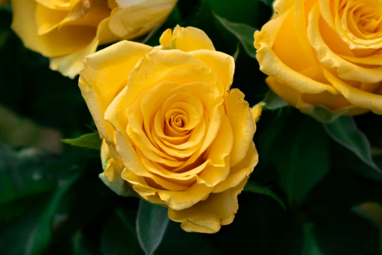 yellow roses grow together and have green leaves