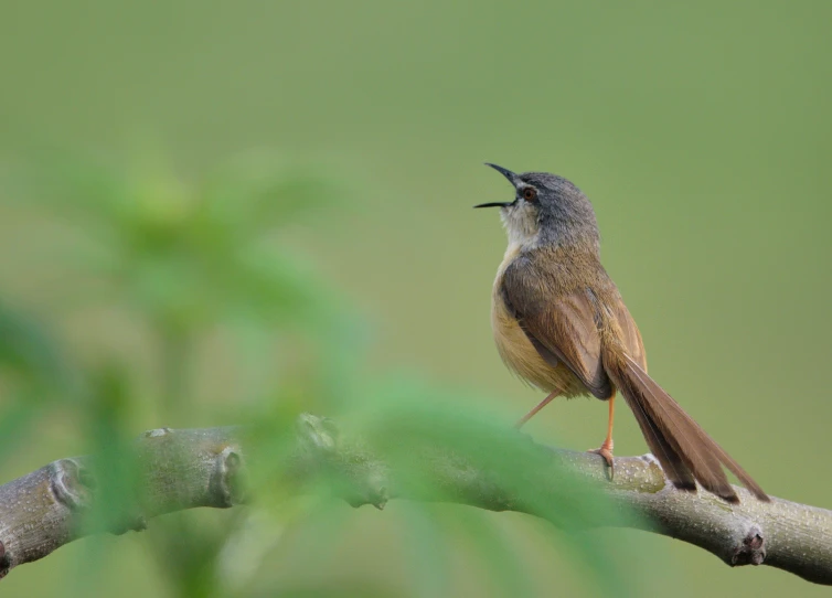 a small bird sits on a nch with its beak open