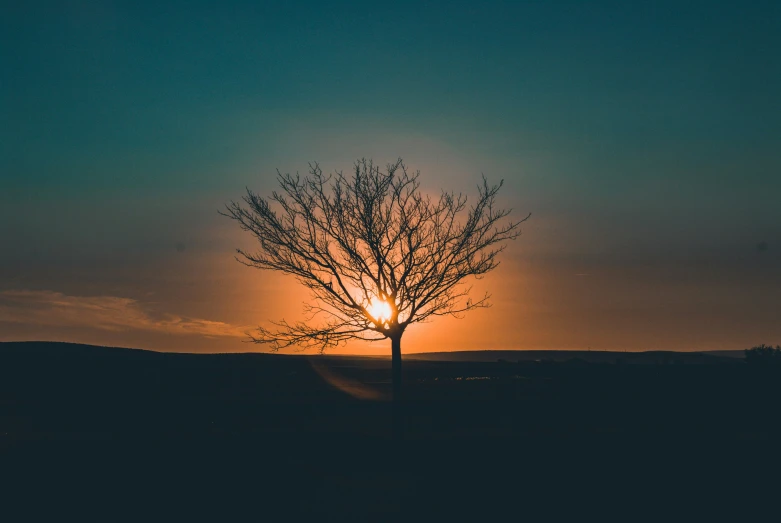 a silhouetted tree at sunset with the sun in the sky