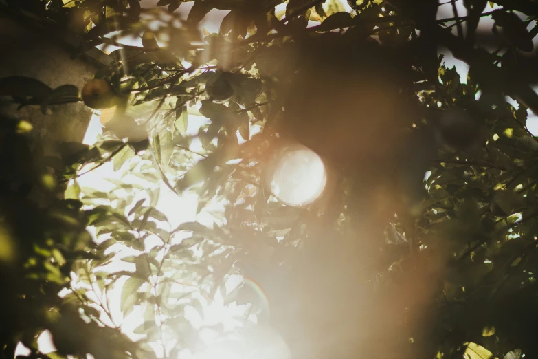 a light shines through the green leaves