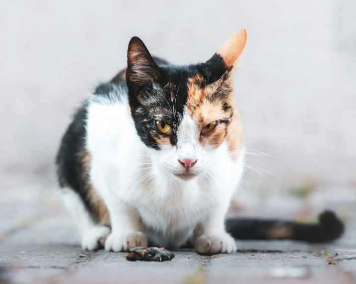 a cat sitting on the ground looking away