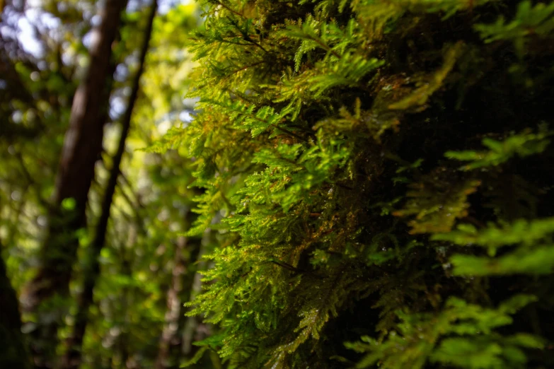 there are many trees in the woods with ferns