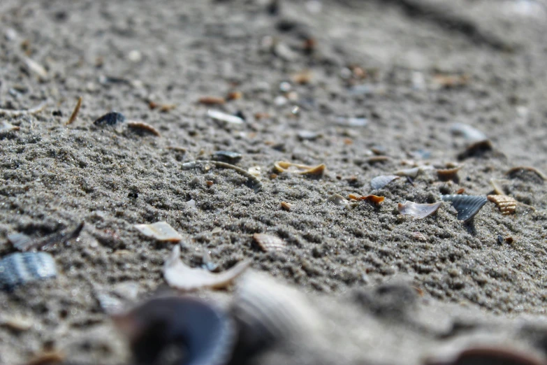 sea shells and seashells washed ashore on sandy beach