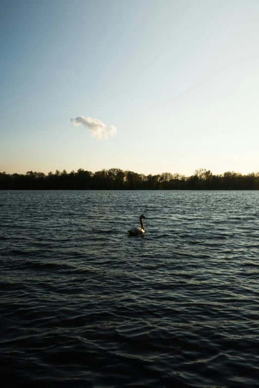 there is a person that is swimming in the water