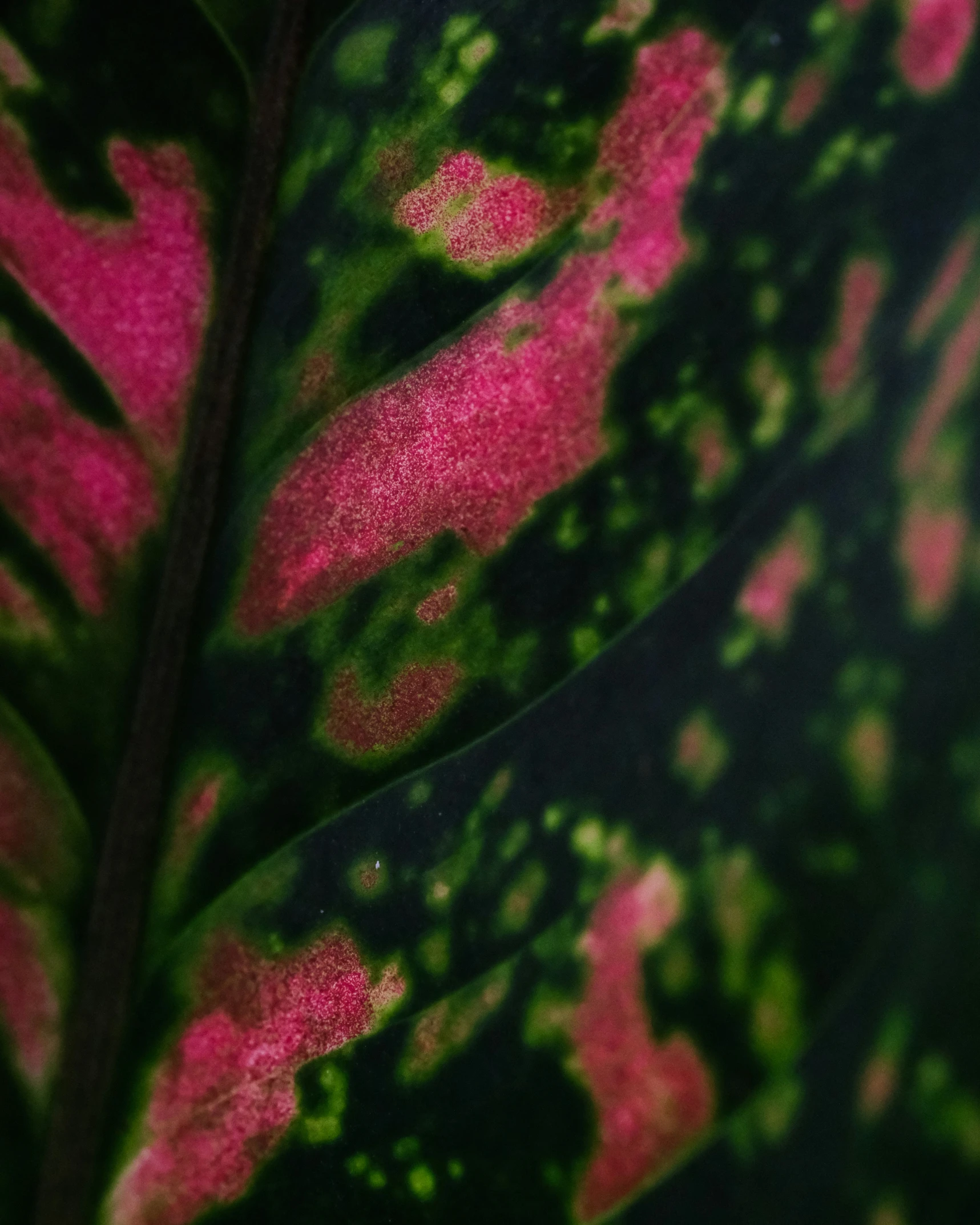 closeup view of the underside of a large green leaf