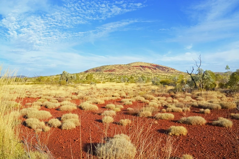 a dry, grassy field with scrub brush and a mountain in the background