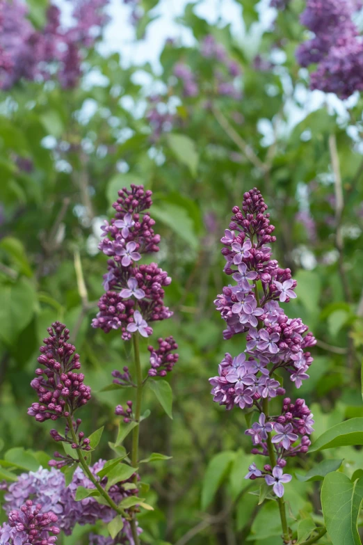 purple flowers growing in a field next to a bush