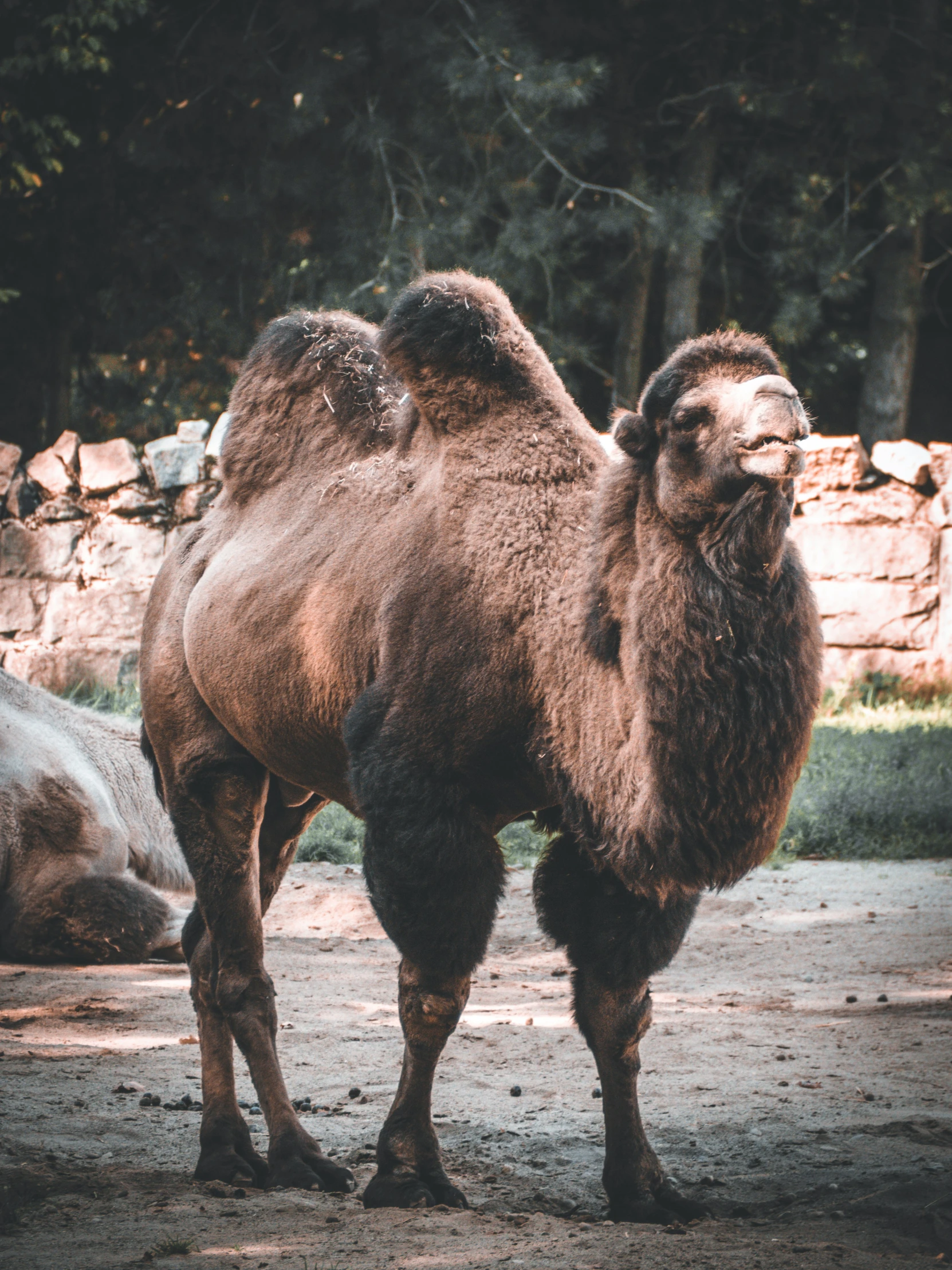 a camel looks as it stands in a park