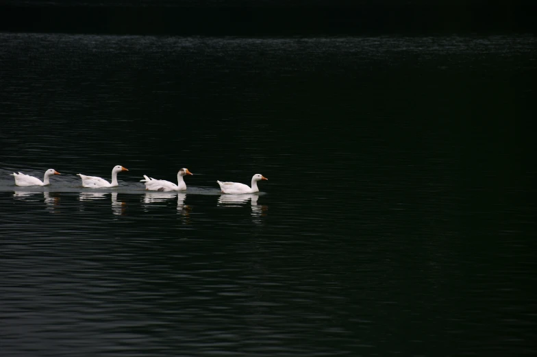 a group of ducks are swimming in the water