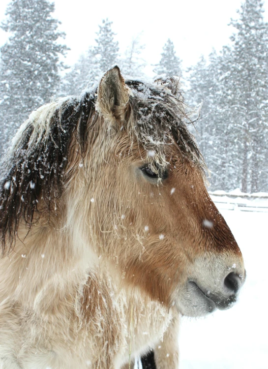 a brown and white horse is standing in the snow