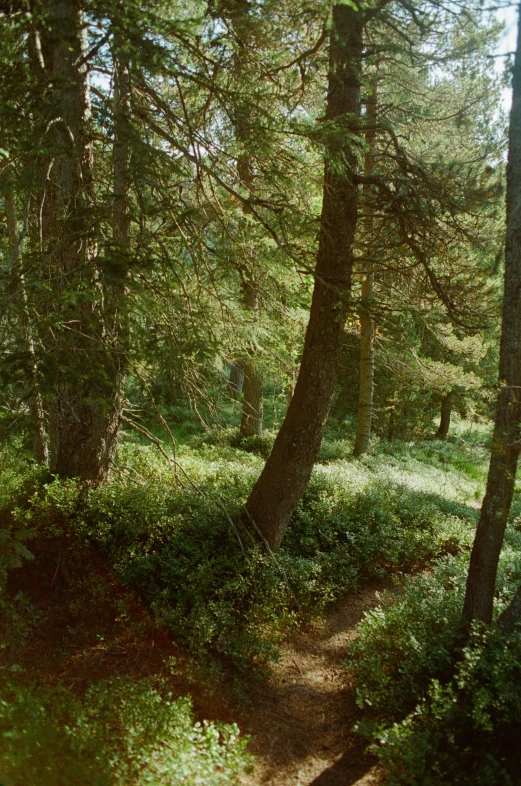 a forest path with a trail in the woods