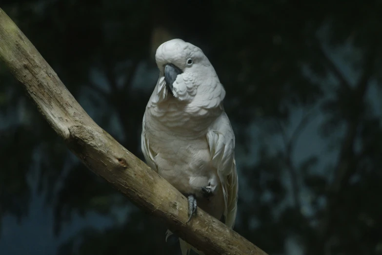 a white parrot sits on top of a nch