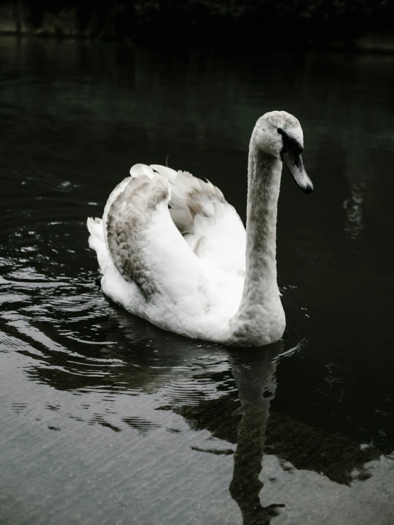 this swan is swimming along in the water