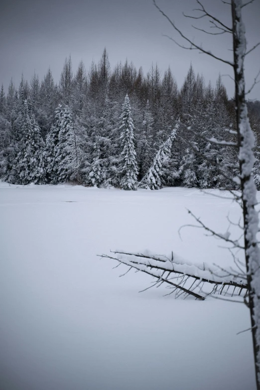 a snowy field surrounded by evergreen trees and snow