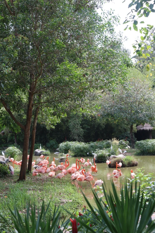 flamingos in the middle of a large pond