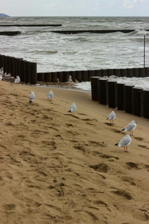several seagulls sitting on the beach near some ocean foamy waves