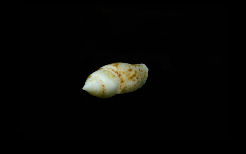 some type of shell in the dark